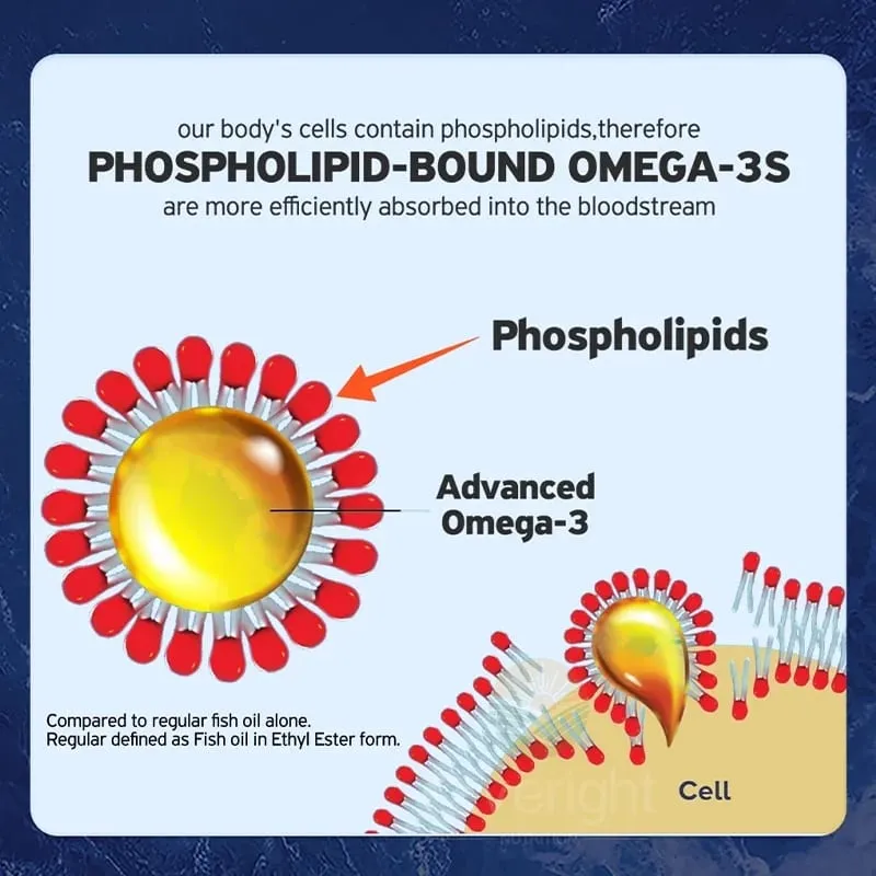 Krill Oil – Phospholipid Omega-3 Complex with Astaxanthin – Supports Lipid Management Metabolism Brain & Heart Health EPA/DHA — image 6