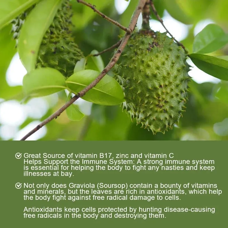 Sinusuportahan ng Soursop Graviola 1950mg Capsules ang Healthy Immune System Digestion Mas mahusay na pagtulog at Natural na Antioxidant Activity — image 7