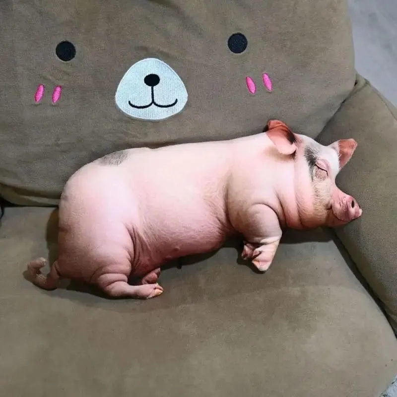 3D Pig Fyld Pude Blød Vaskbar Hudvenlig Stof Plys Pude til Sofa Soveværelse Bilstøtte — image 9