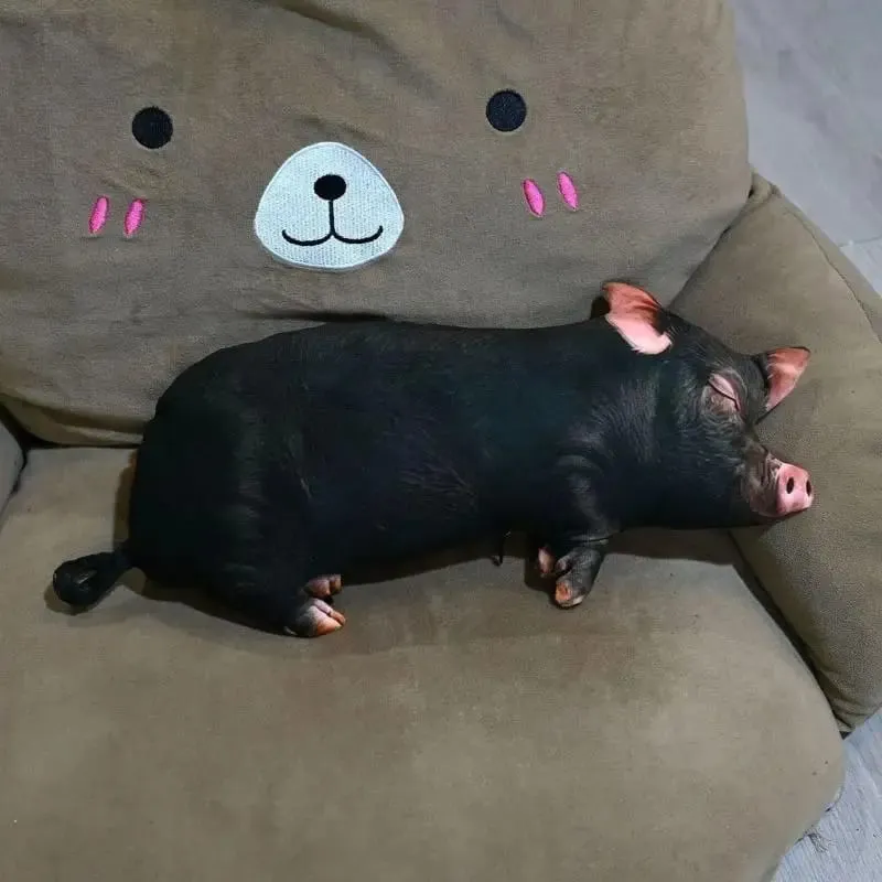3D Pig Fyld Pude Blød Vaskbar Hudvenlig Stof Plys Pude til Sofa Soveværelse Bilstøtte — image 11